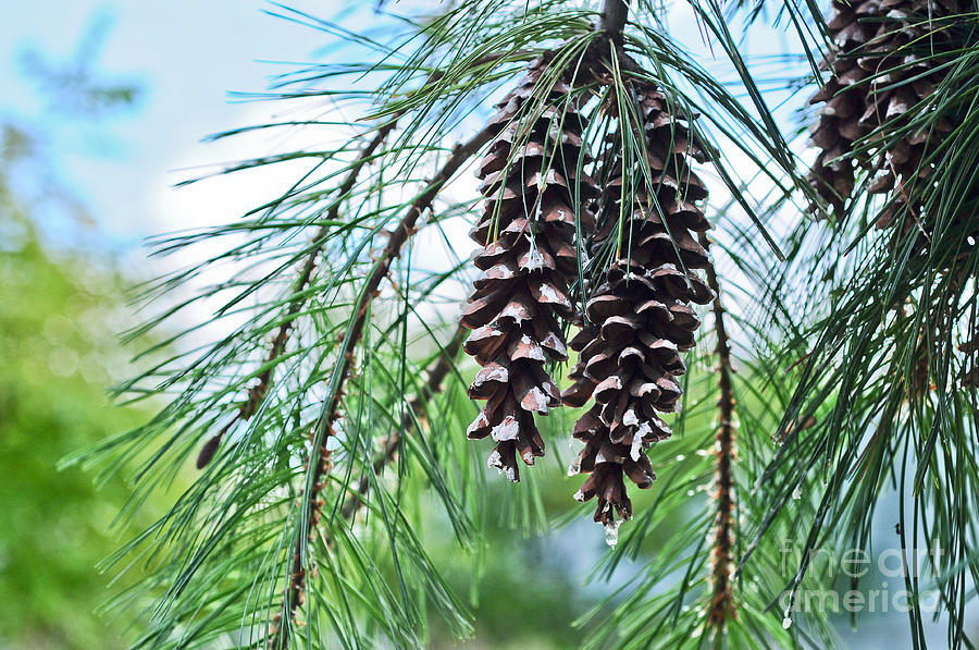 Pine Cones Photograph by Elaine Manley