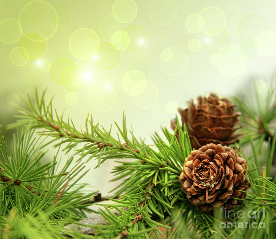 Branch Photograph - Pine cones on branches with holiday background by Sandra Cunningham