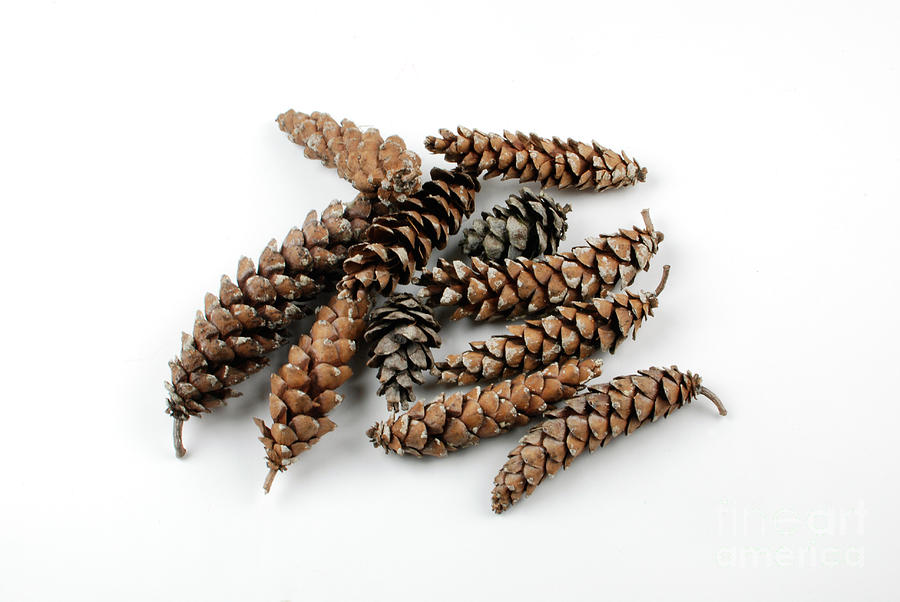 Pine Cones Photograph - Pine Cones by Photo Researchers, Inc.