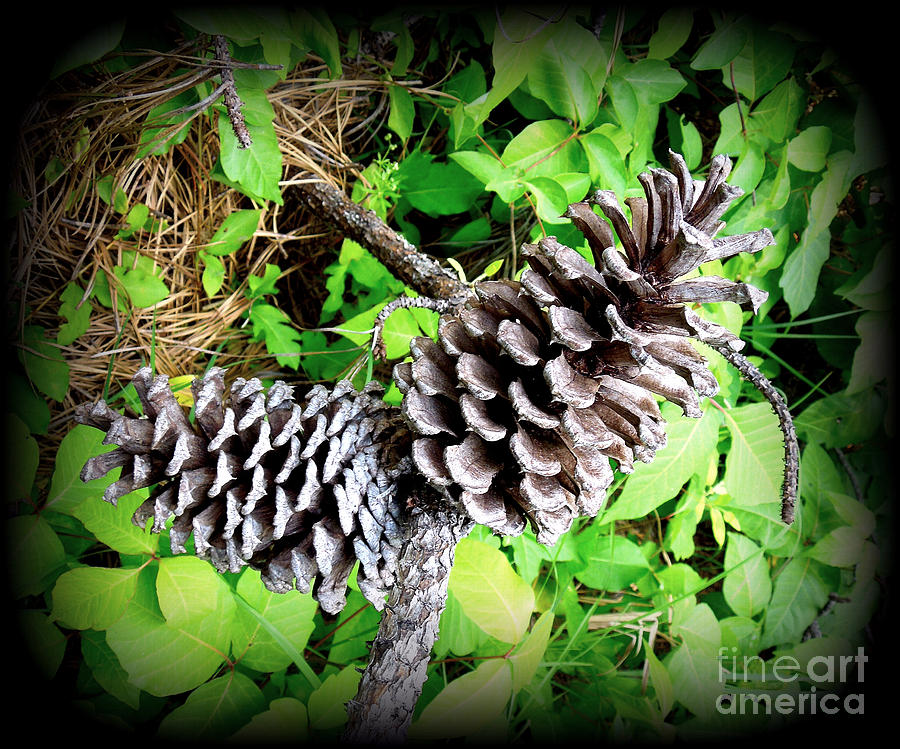 Pine Cones Photograph by Renee Trenholm