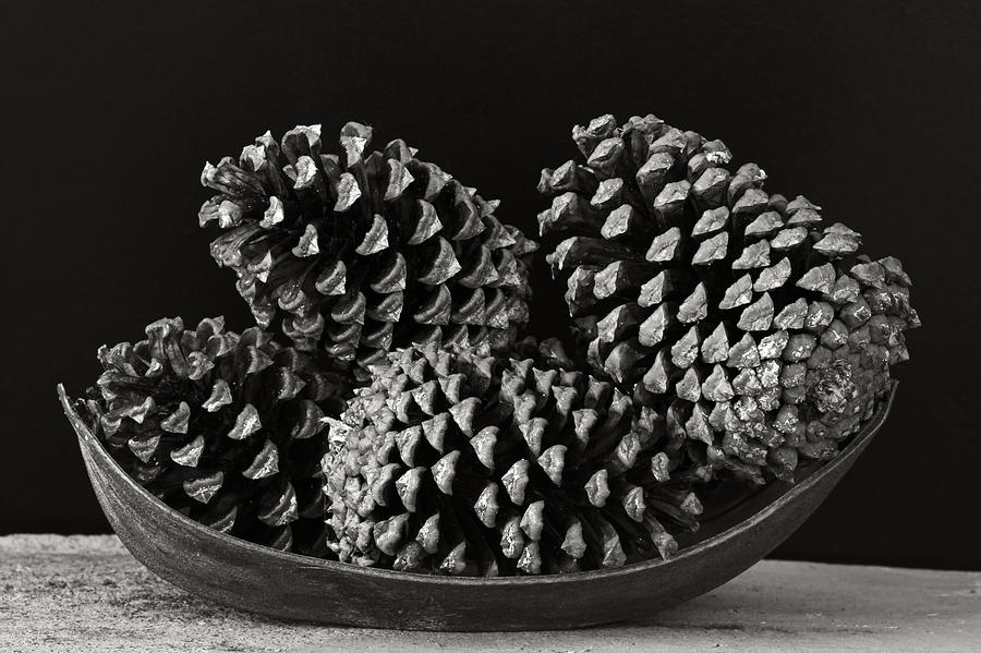 Pine Cones- St Lucia Photograph by Chester Williams