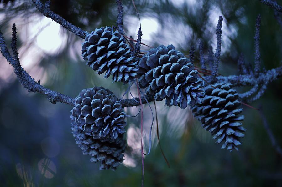Pine Cones Photograph by Billy Beck