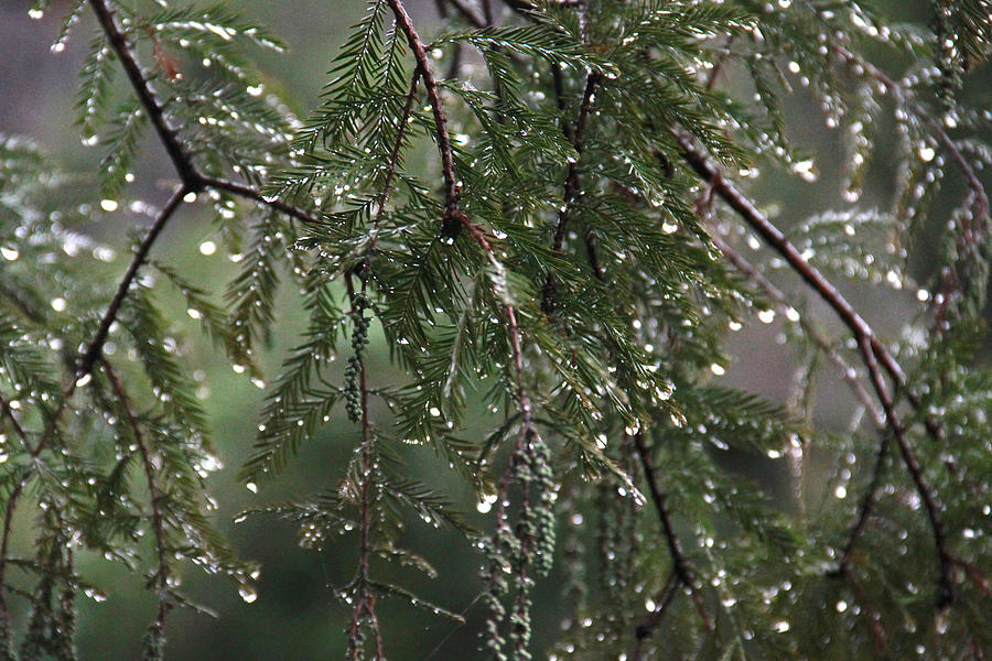Pine Drips Photograph by Naomi Wittlin
