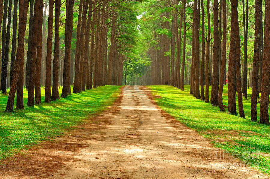 Pine Forest National Park Photograph by Pramote Sritanon