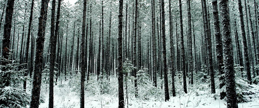 Pine forest of Northern Wisconsin Photograph by Brandt Wemmer - Fine ...