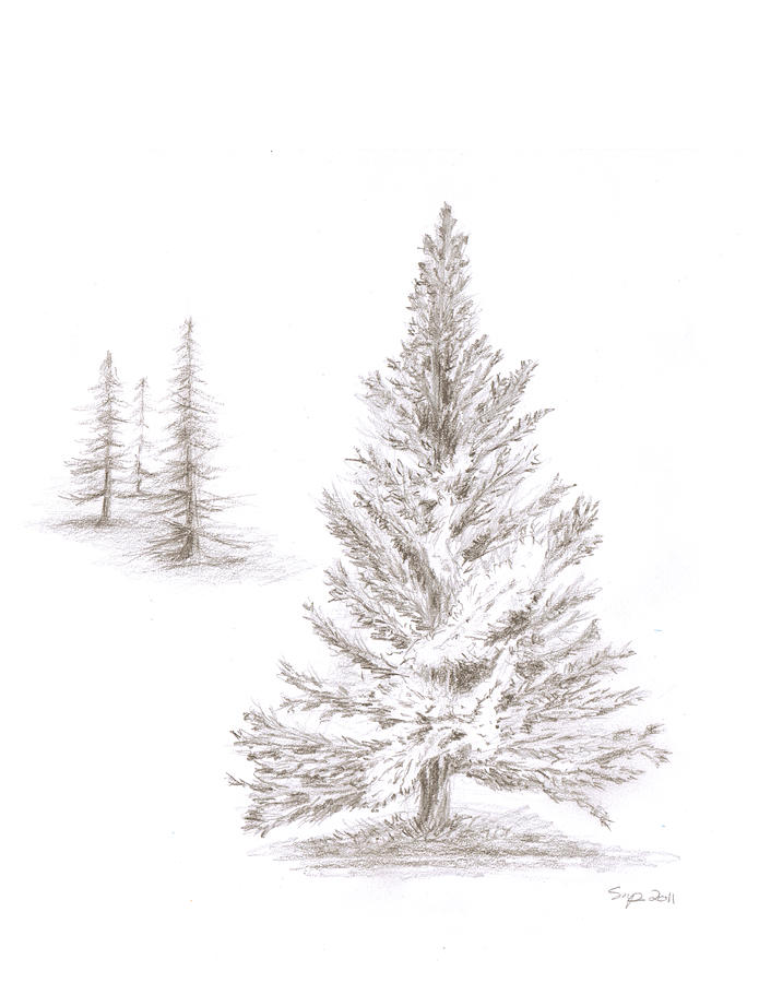 Pine Grove Drawing by Steven Powers SMP