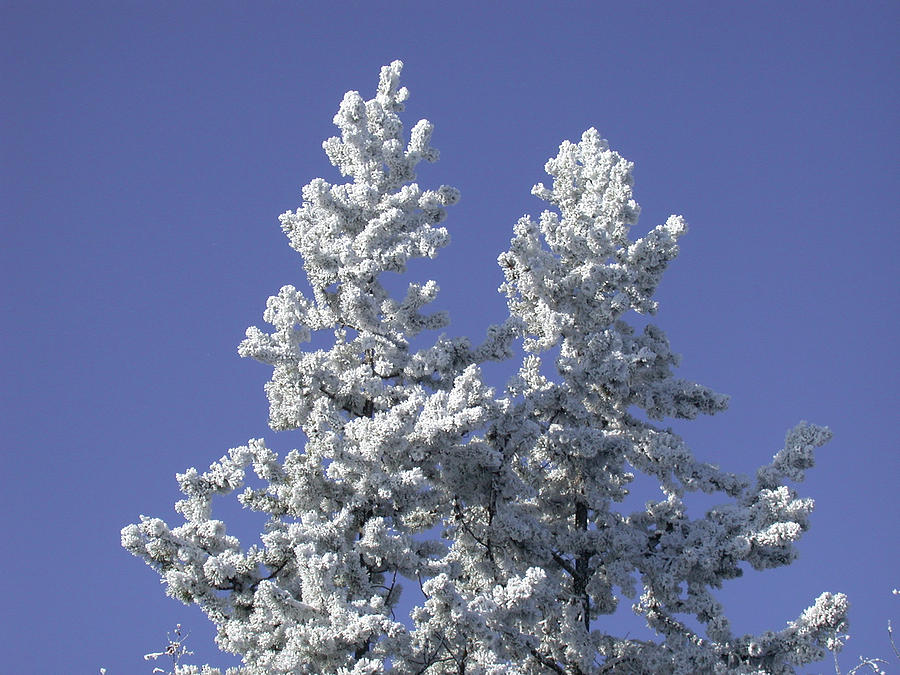 Pine Hoar Frost by Jan Piet Pine Hoar Frost by Jan Piet