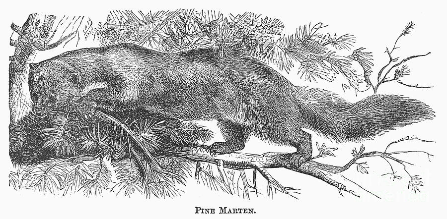 Pine Marten, 1873 Photograph by Granger