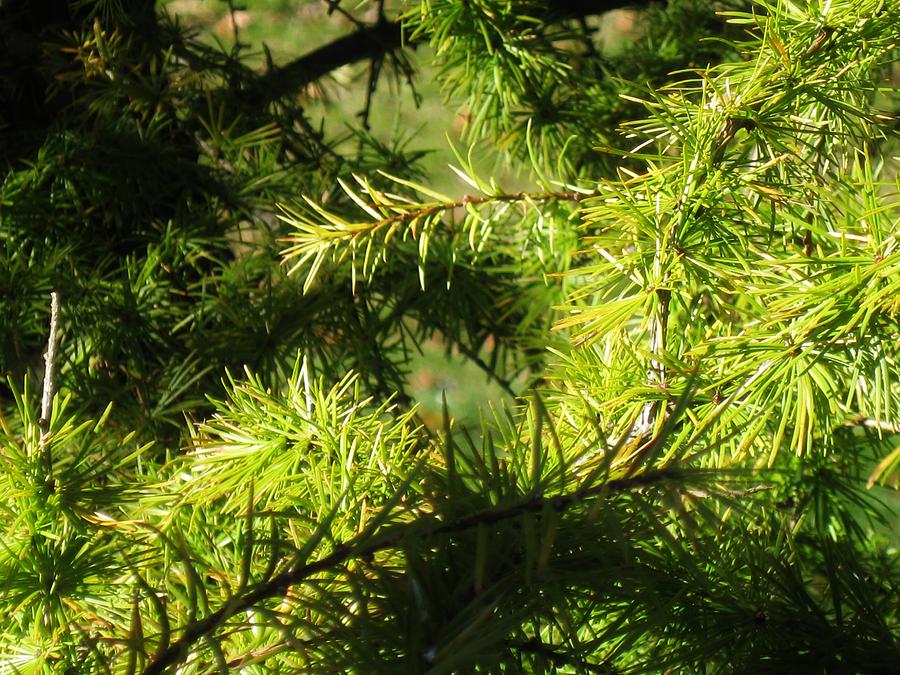 Pine Needles In Fall Photograph by Robert Steen Fine Art America
