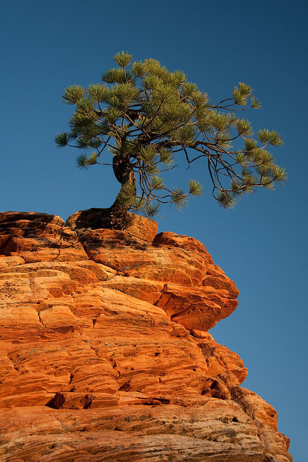Pine On Rock Photograph by Ralf Kaiser