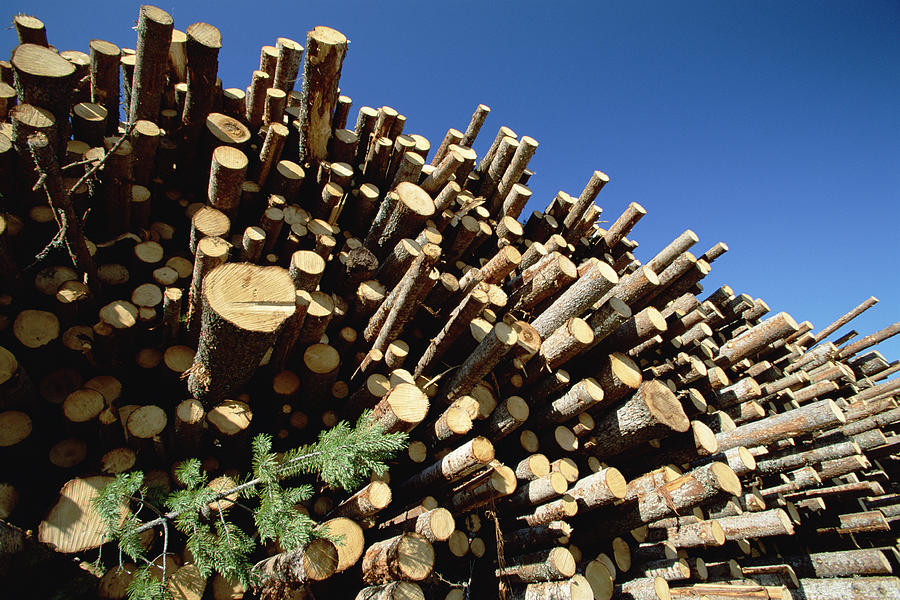 Pine Pinus Sp Logs Drying Photograph by Konrad Wothe