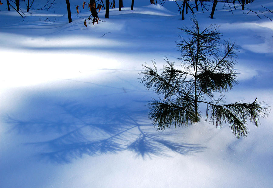 Pine Shadow Photograph by Peter DeFina