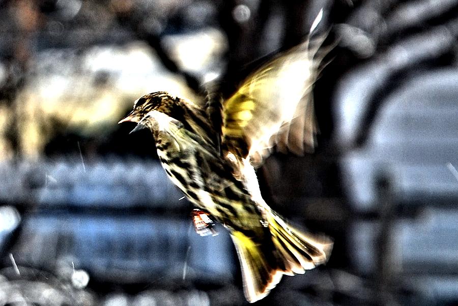 Bird Digital Art - Pine Siskin in flight by Don Mann