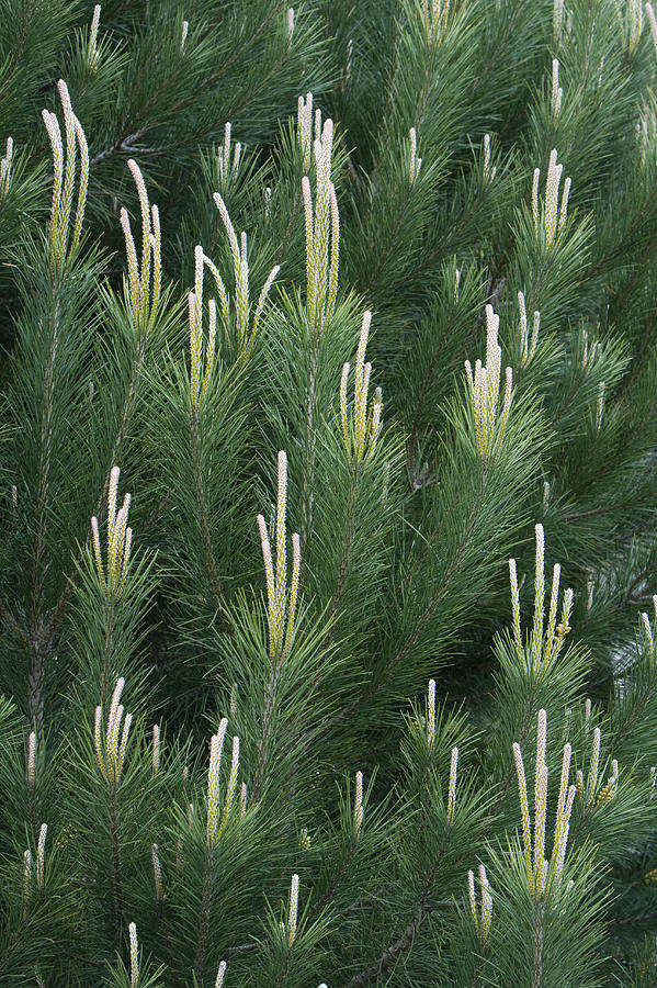 Pine Spring Growth Santa Cruz California Photograph by Sebastian Kennerknecht