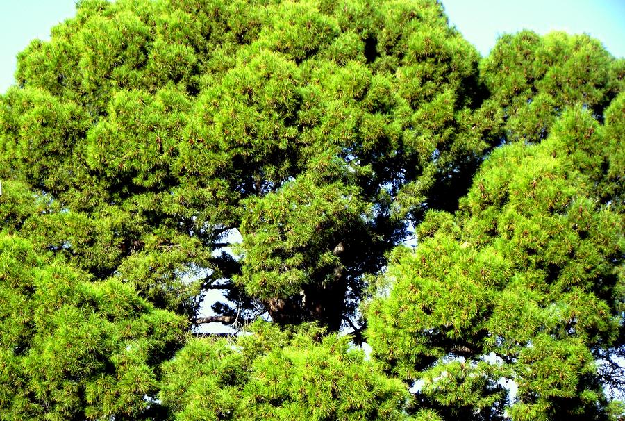 Pine Tops Photograph by Jayne Kerr 
