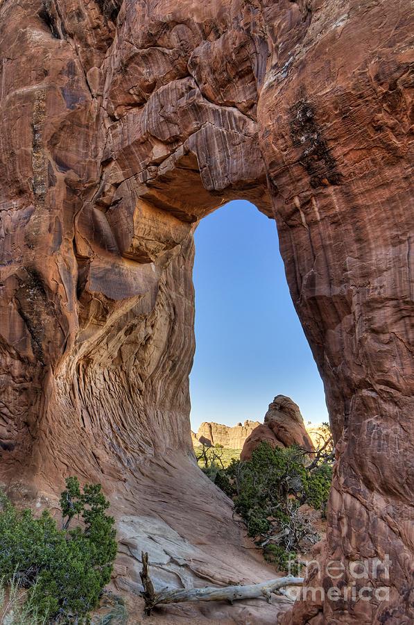 Pine Tree Arch - D004090 Photograph by Daniel Dempster