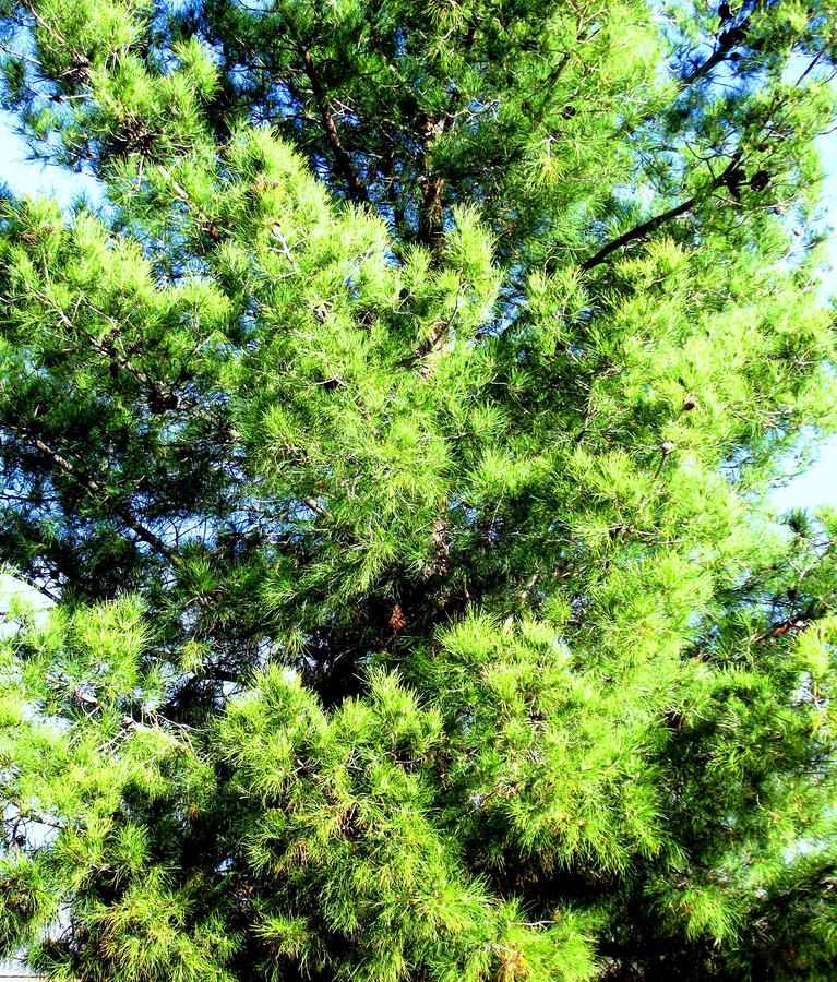 Pine Tree Photograph by Jayne Kerr 