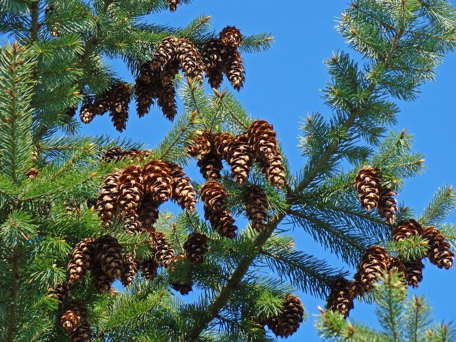 Tree Photograph - Pine Tree art prints Pine Cones Blue Sky Baslee by Patti Baslee