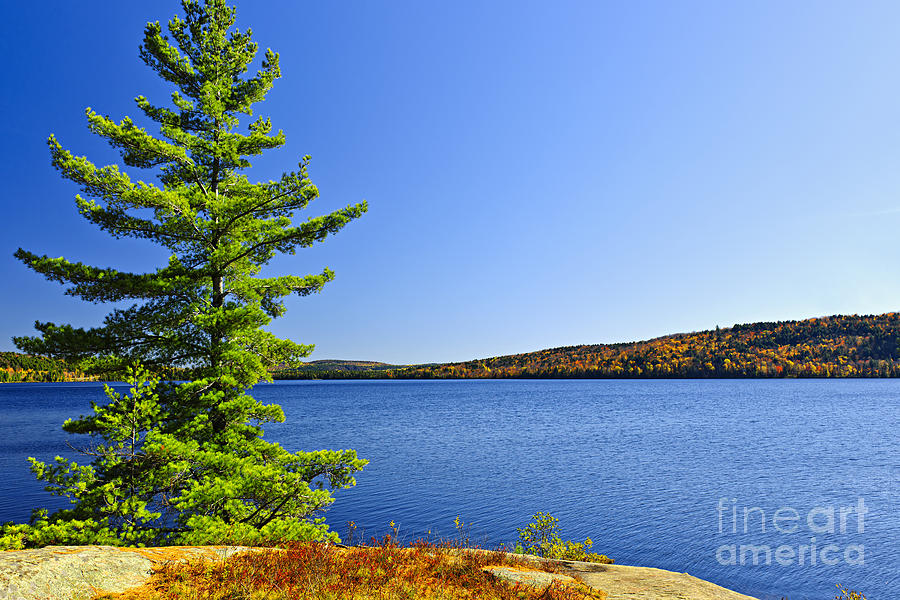 Pine tree at lake shore Photograph by Elena Elisseeva