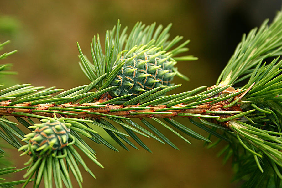 Pine tree cones Photograph by Emanuel Tanjala