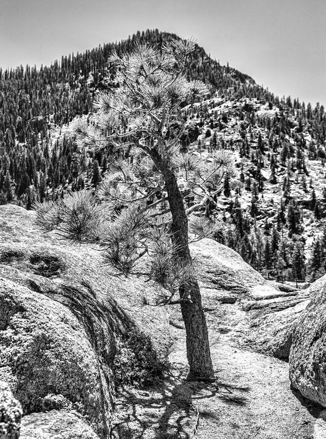 pine-tree-from-a-boulder-1-photograph-by-john-derby-fine-art-america