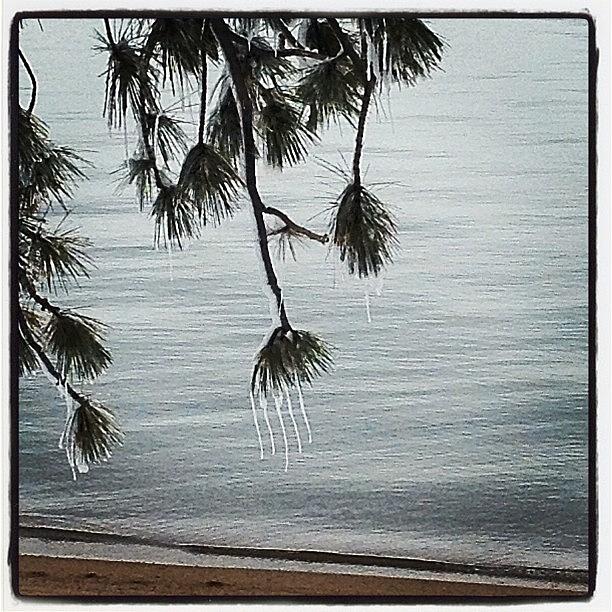 Pinetree Photograph - Pine Tree Icicles. #laketahoe #snow by Marguerite Spieker