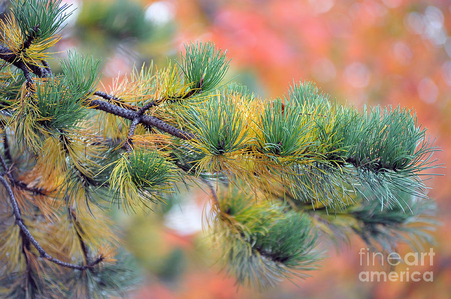 Pine tree in fall Photograph by Dan Friend