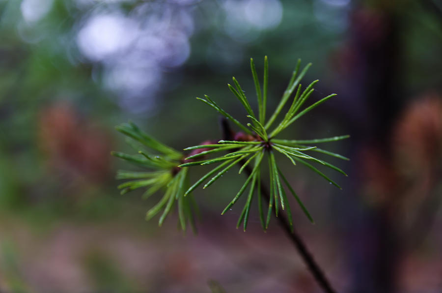 Forest Photograph - Pine tree by Michael Goyberg