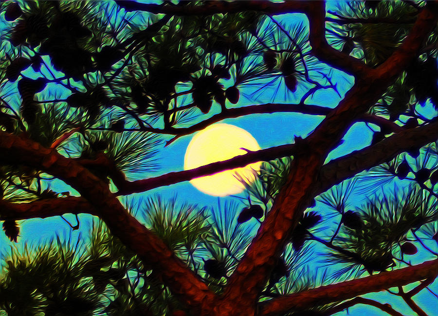 Tree Photograph - Pine Tree Moon by Bill Cannon