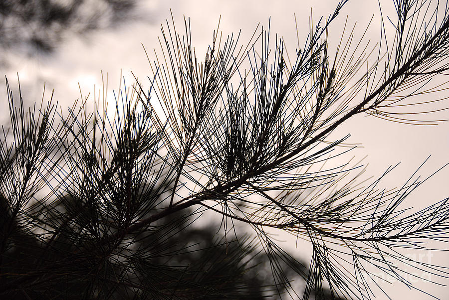 Pine Tree Needle Silhouette Photograph by Ivy Ho