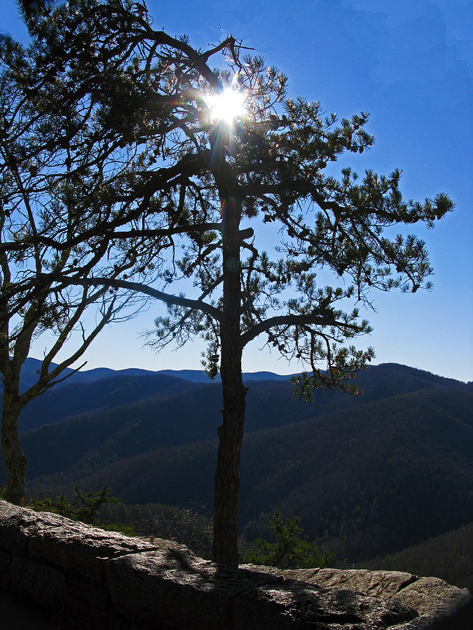 Pine Tree Overlooking Blue Ridge Valley Photograph by ...