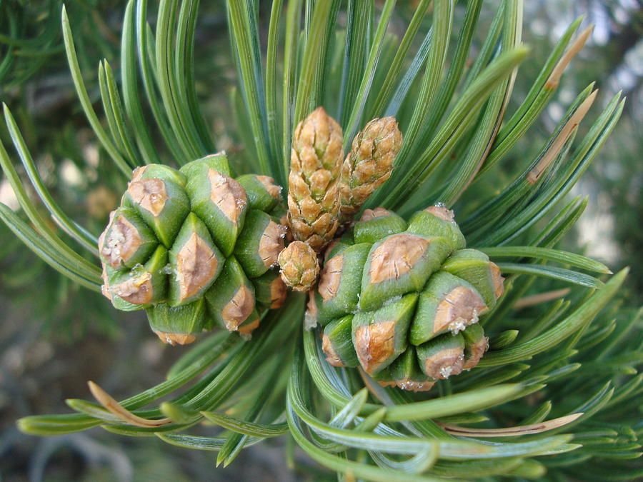 Pine Tree Seeds by Tong Steinle