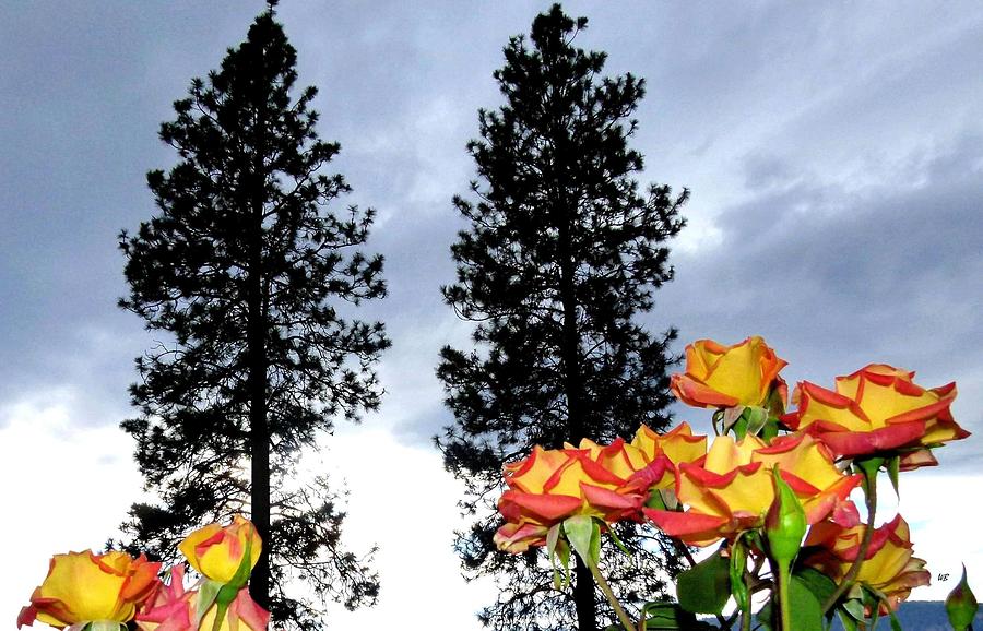 Pine Trees And Roses Photograph by Will Borden