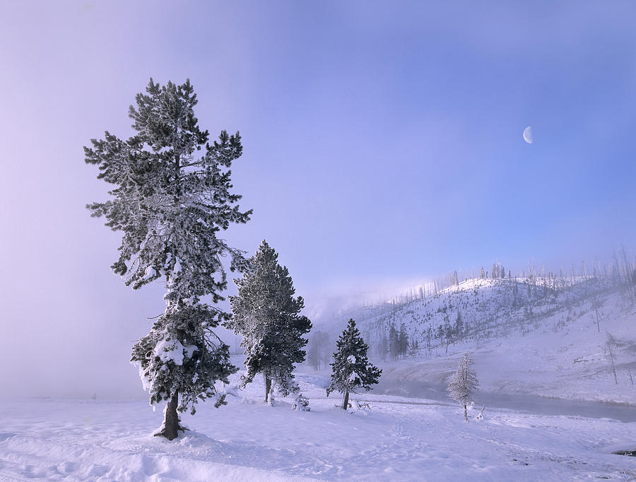 Pine Trees Covered With Snow With Half Photograph by Tim Fitzharris
