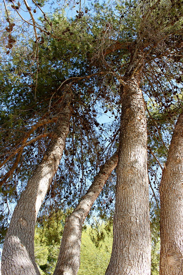Pine Trees Photograph by Kume Bryant