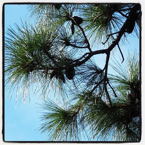 Tree Photograph - #pine #trees #pinecone #florida by Michael Hughes
