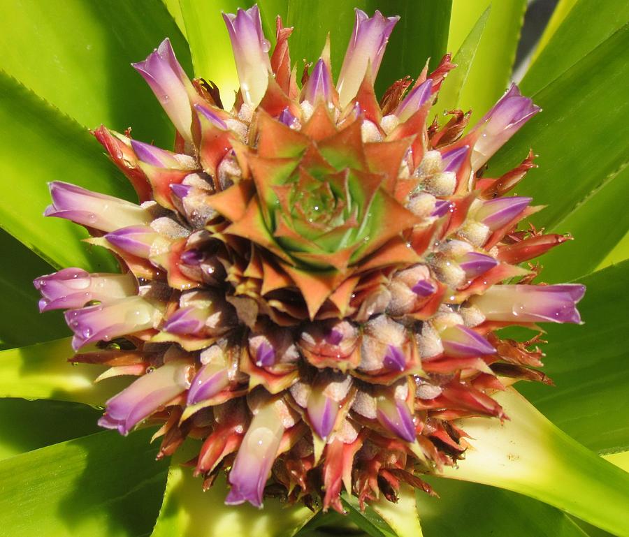 Pineapple Bloom Photograph by Robin Becker Fine Art America
