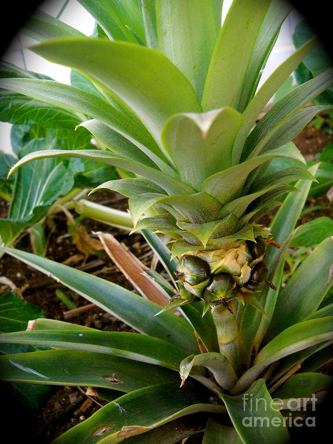 Pineapple Photograph - Pineapple Growing by Ruth Kongaika