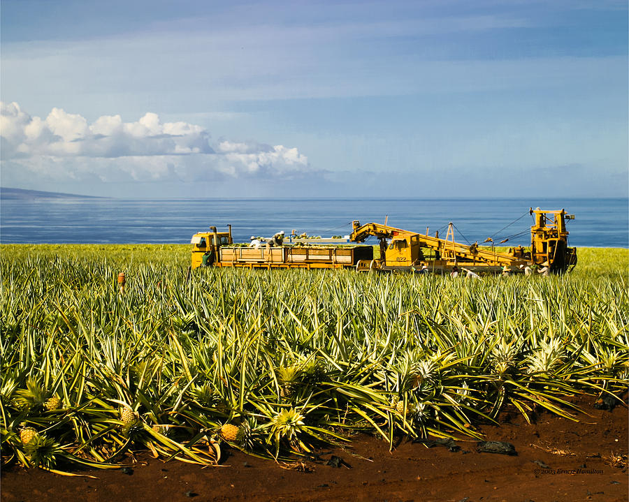 Pineapple Harvest - Maui Photograph by Ernest Hamilton