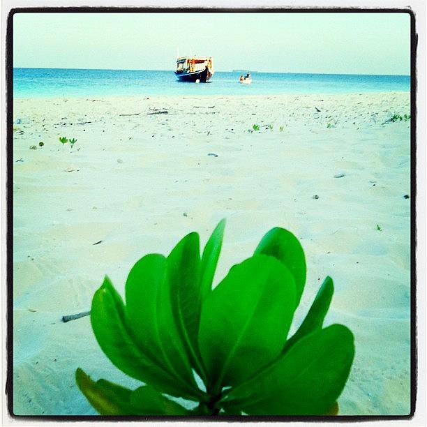 Maldives Photograph - Pineapple Island by Aishath Shajan