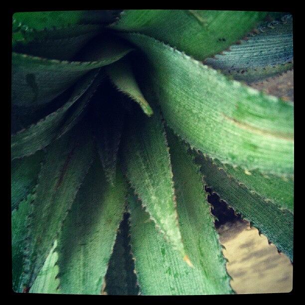 Nature Photograph - Pineapple Leaves!!! by Dahlia Ambrose