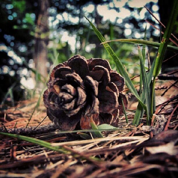 Summer Photograph - #pinecone #brown #grass #green #garden by Chelsea Qualls