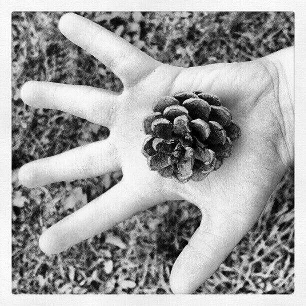 Nature Photograph - #pinecone #hand #instagram_kids by Bryan P