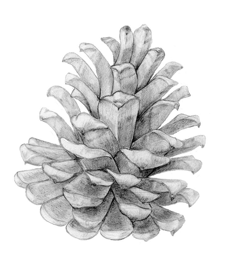 pine cone black and white
