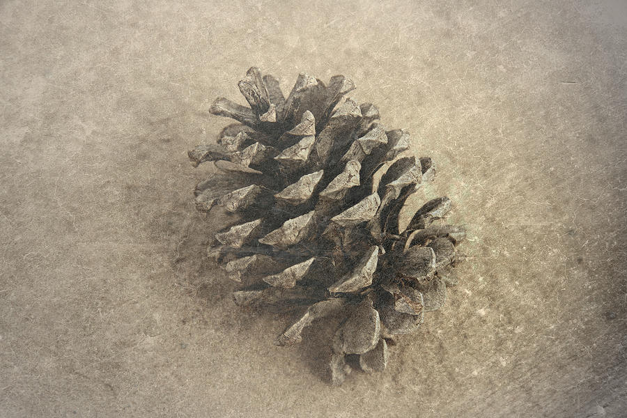 Pinecone Photograph by Mark  Ross