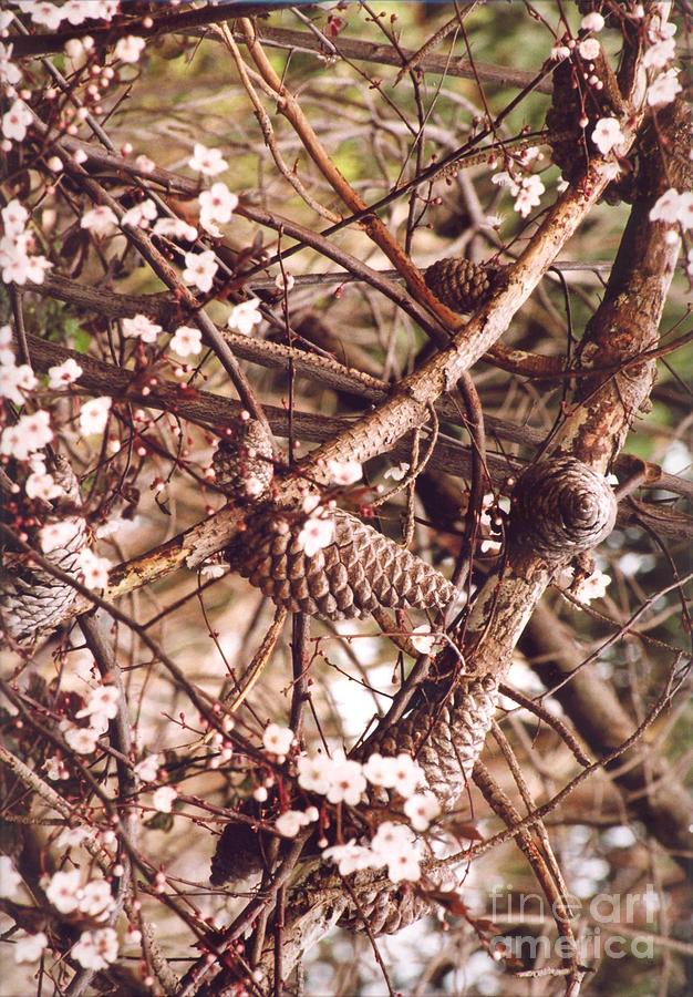 Pinecones and cherry blossoms Photograph by Cynthia Marcopulos