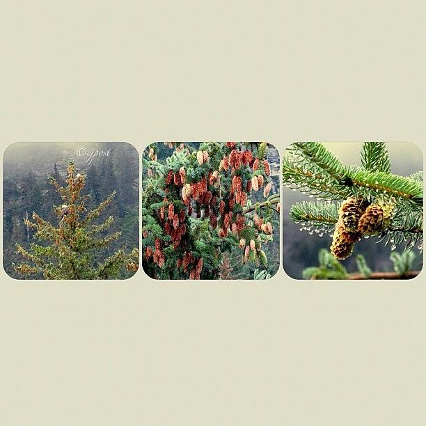 Nature Photograph - Pinecones, Pinecones, More Pinecones by Cynthia Post