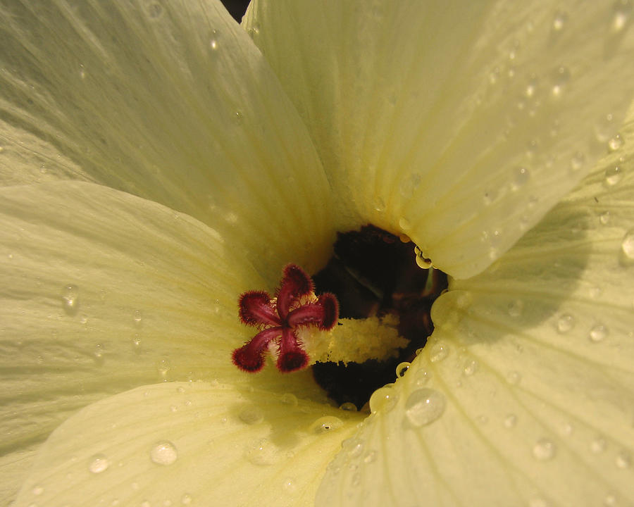 Pineland Hibiscus Photograph by Peggy Urban