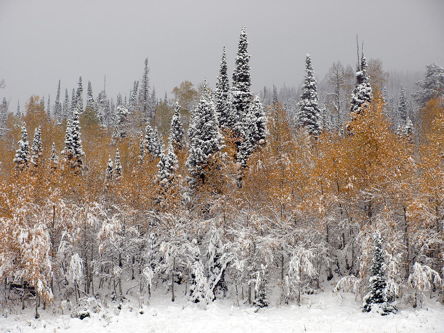Pines Above Fall Above Winter Photograph by DeeLon Merritt