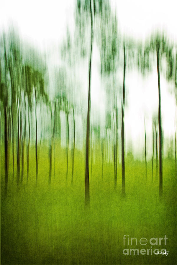 Pines Photograph by Scott Pellegrin